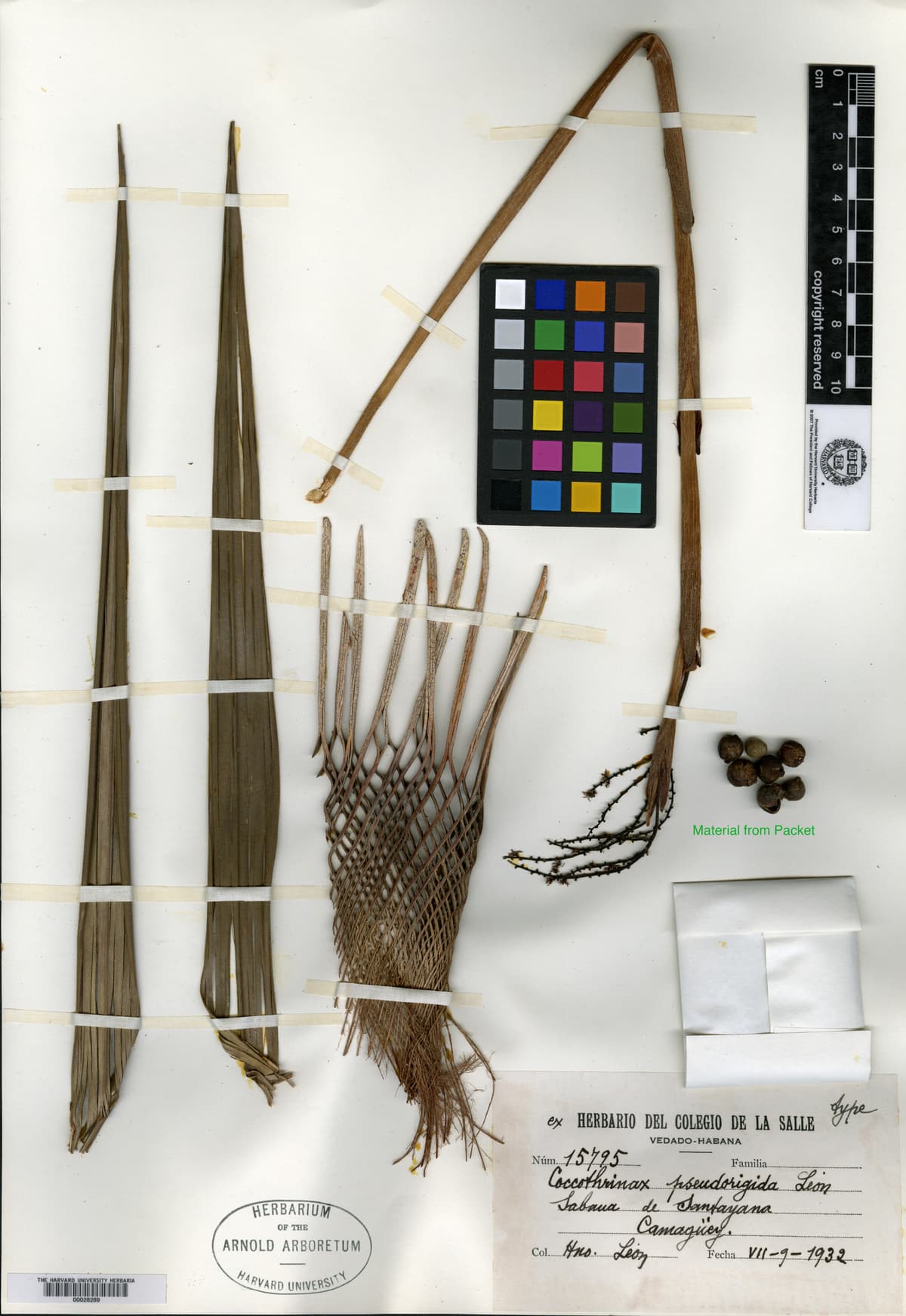 Botanical specimen of Coccothrinax Pseudorigida.