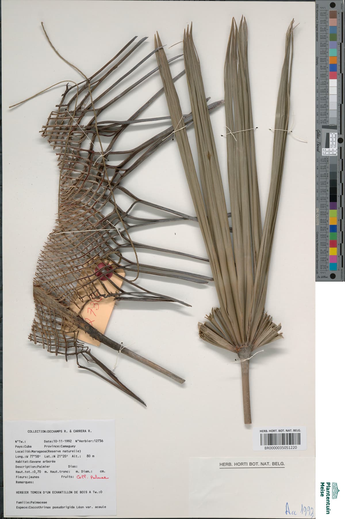 Botanical specimen of Coccothrinax Pseudorigida.