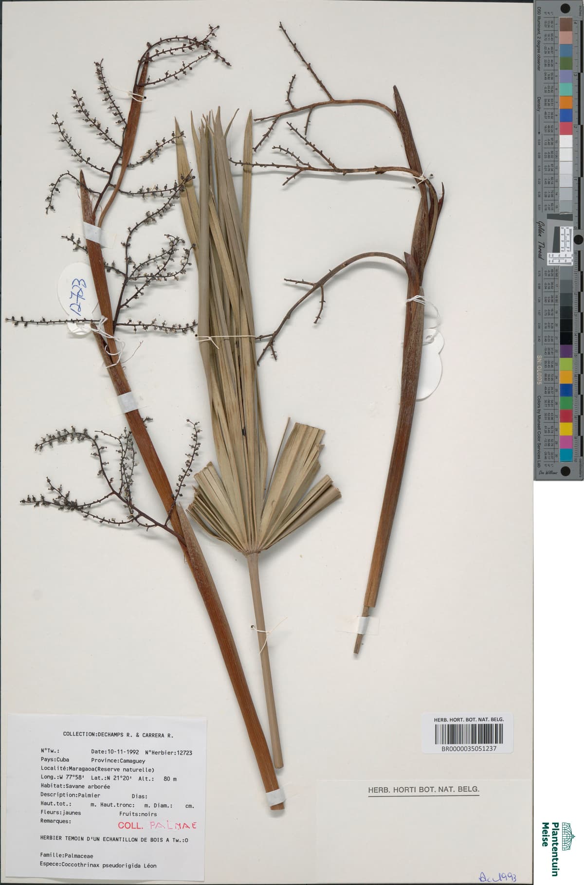 Botanical specimen of Coccothrinax Pseudorigida.