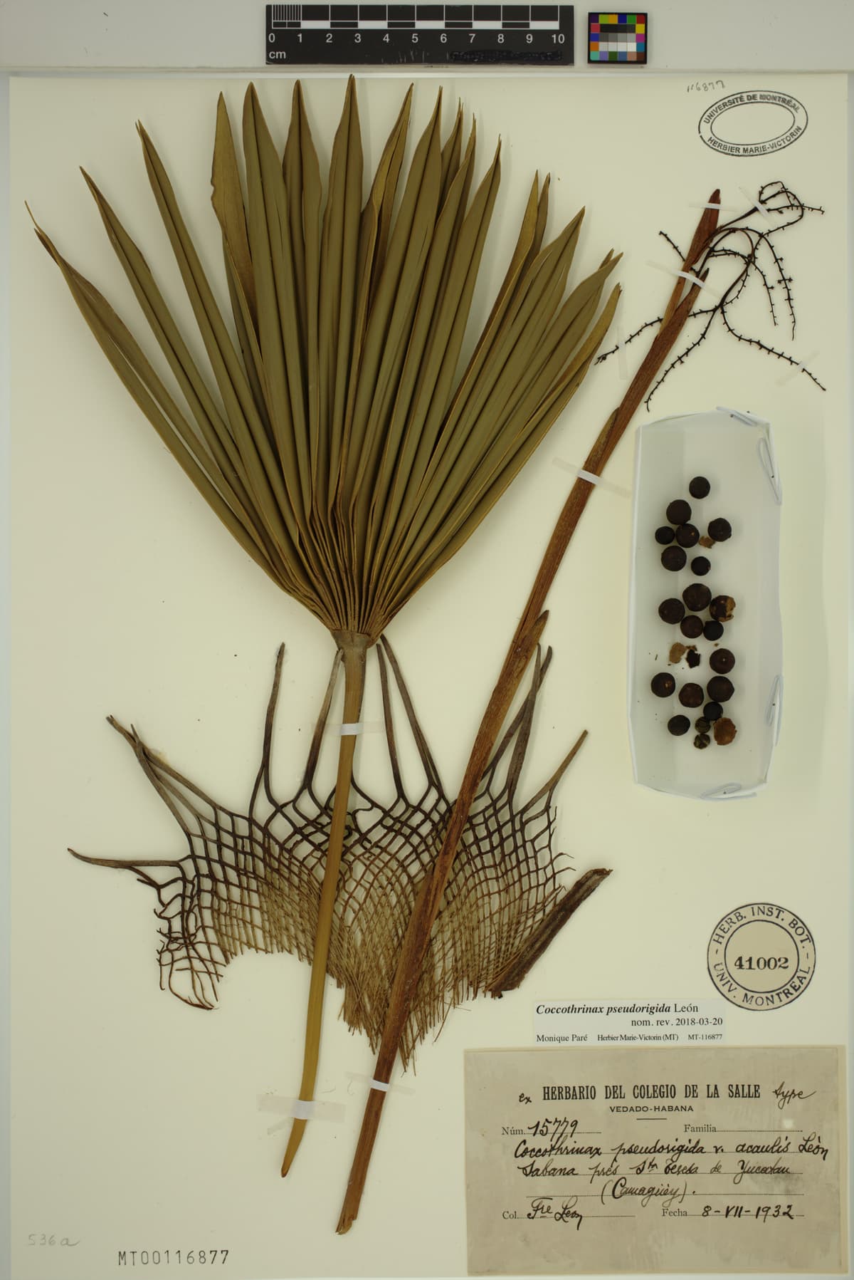 Botanical specimen of Coccothrinax Pseudorigida.