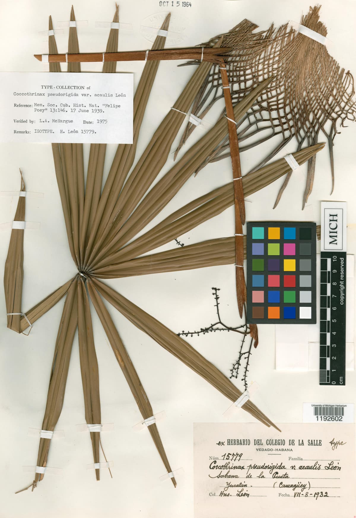 Botanical specimen of Coccothrinax Pseudorigida.