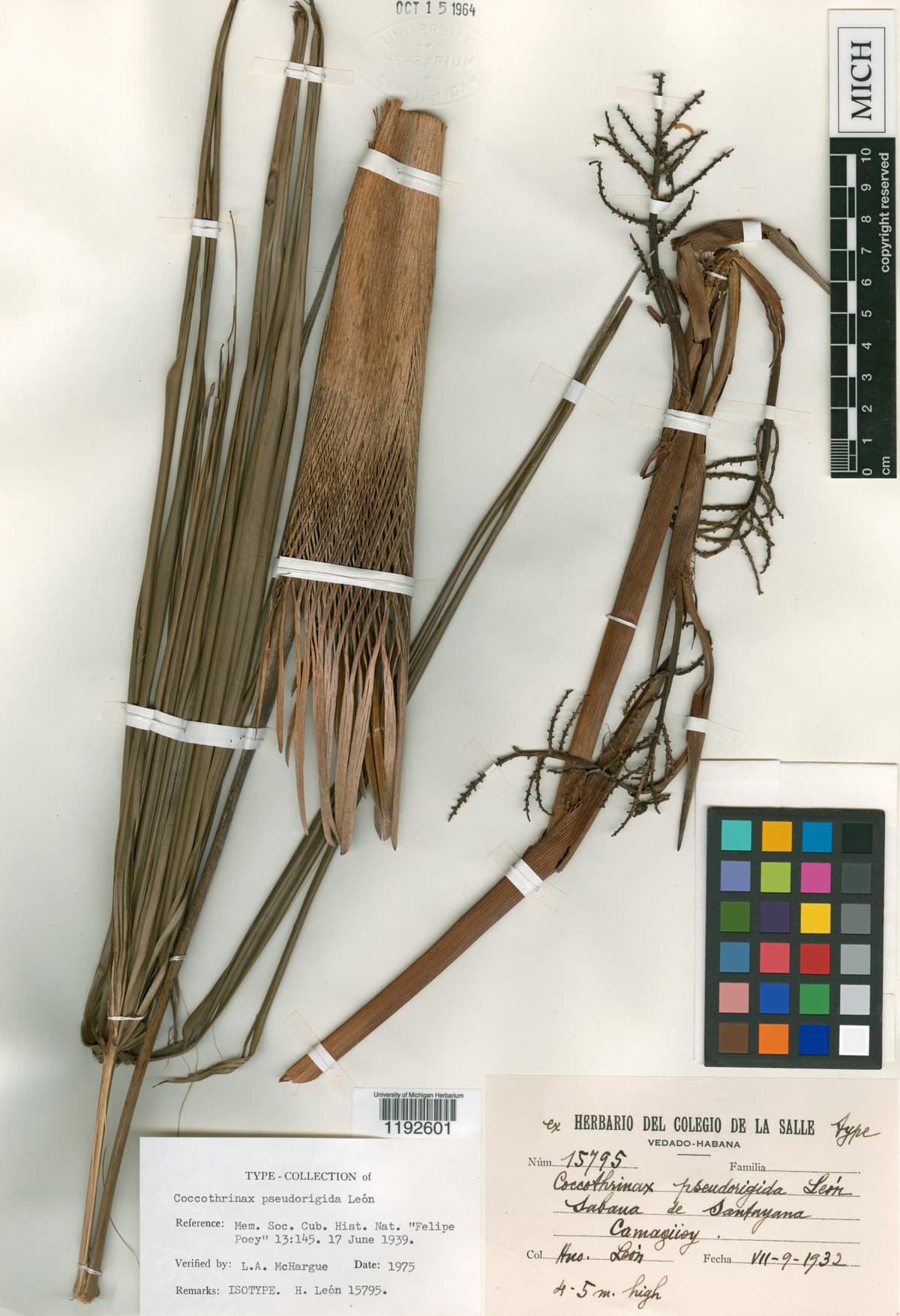 Botanical specimen of Coccothrinax Pseudorigida.