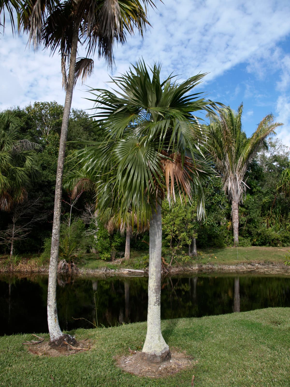 Botanical specimen of Coccothrinax Readii.