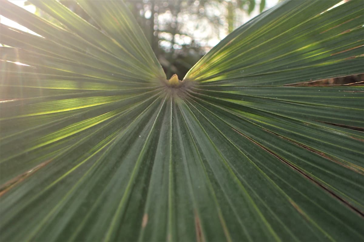 Botanical specimen of Coccothrinax Readii.