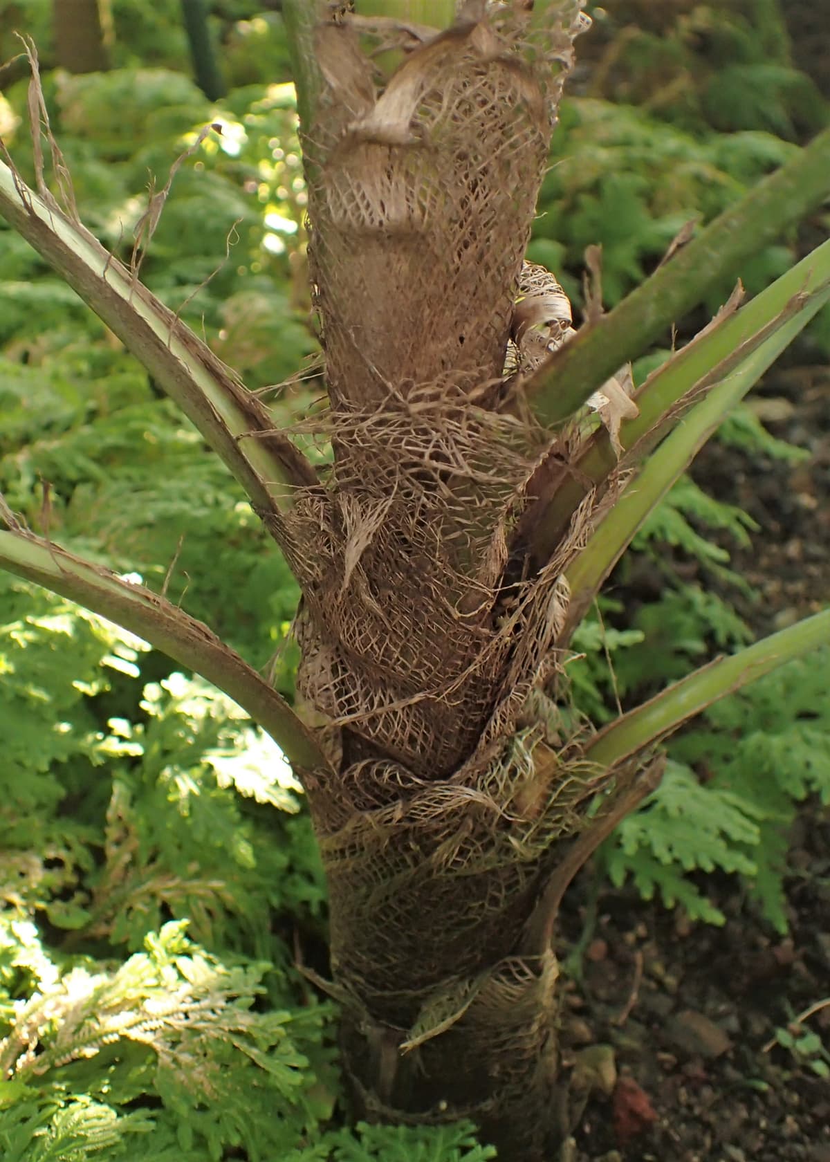 Botanical specimen of Coccothrinax Readii.