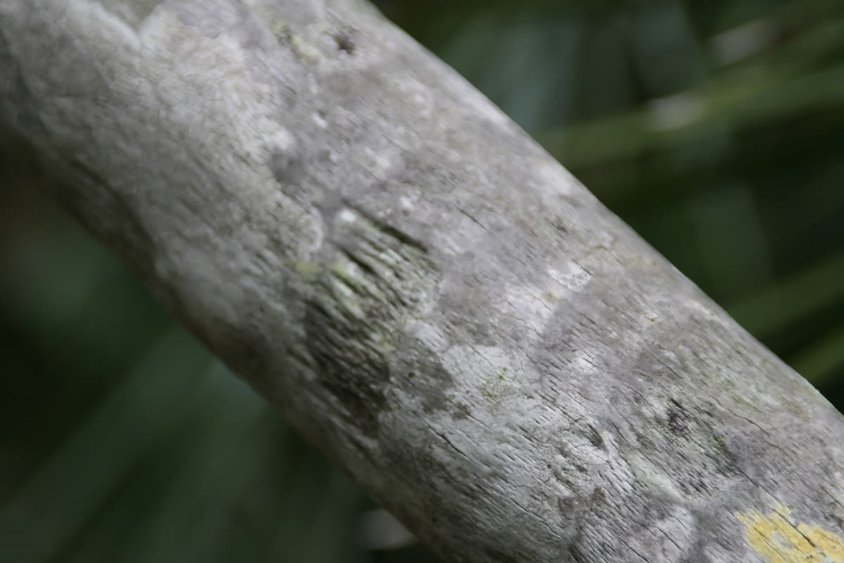 Botanical specimen of Coccothrinax Readii.