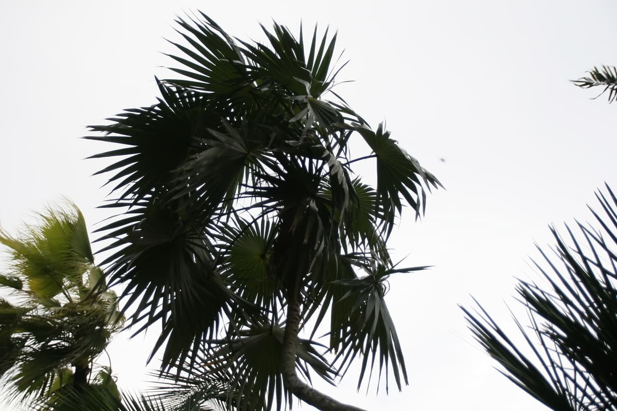 Botanical specimen of Coccothrinax Readii.