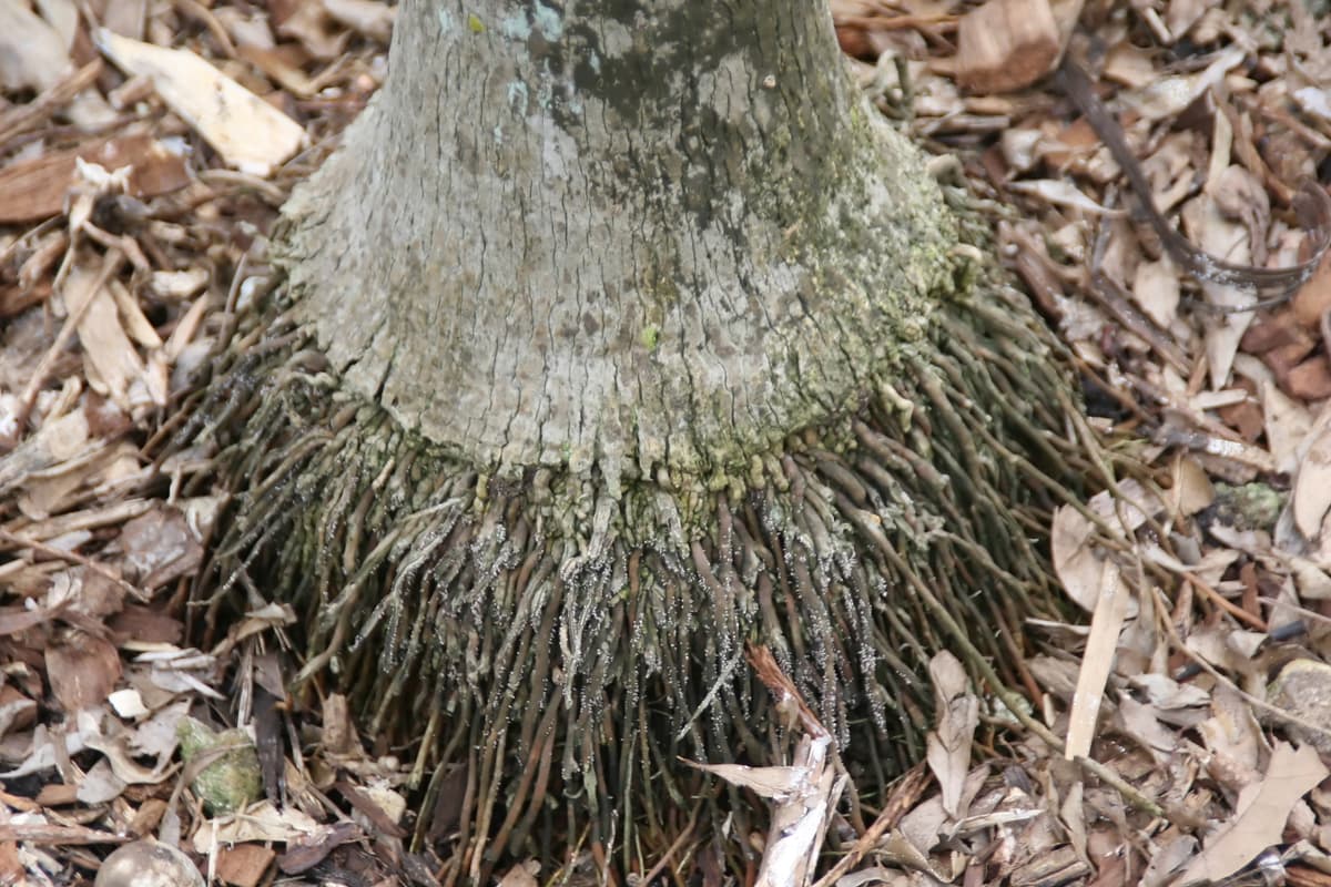 Botanical specimen of Coccothrinax Readii.