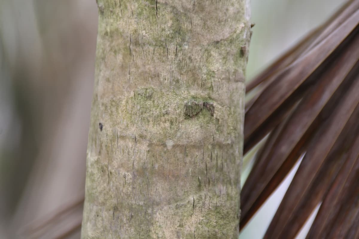 Botanical specimen of Coccothrinax Readii.