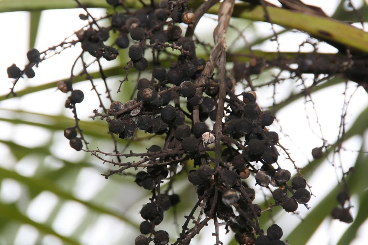 Botanical specimen of Coccothrinax Readii.