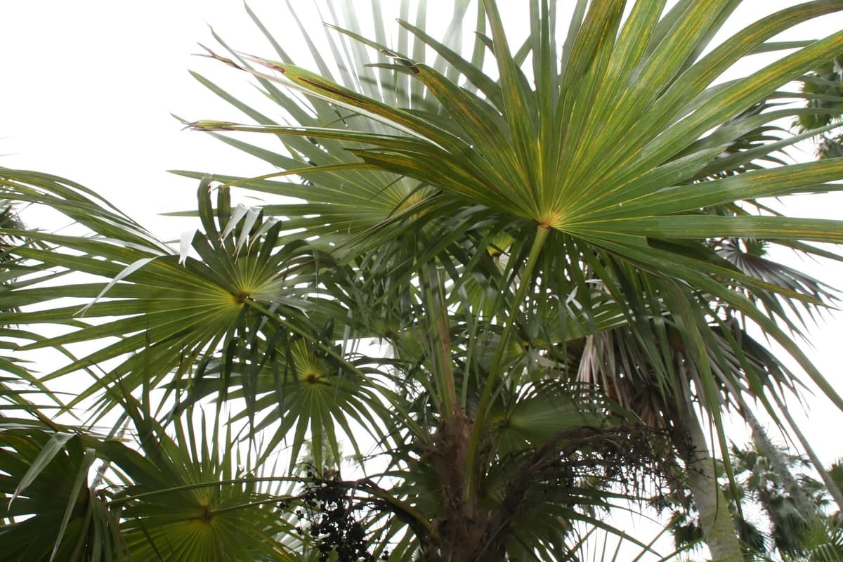 Botanical specimen of Coccothrinax Readii.