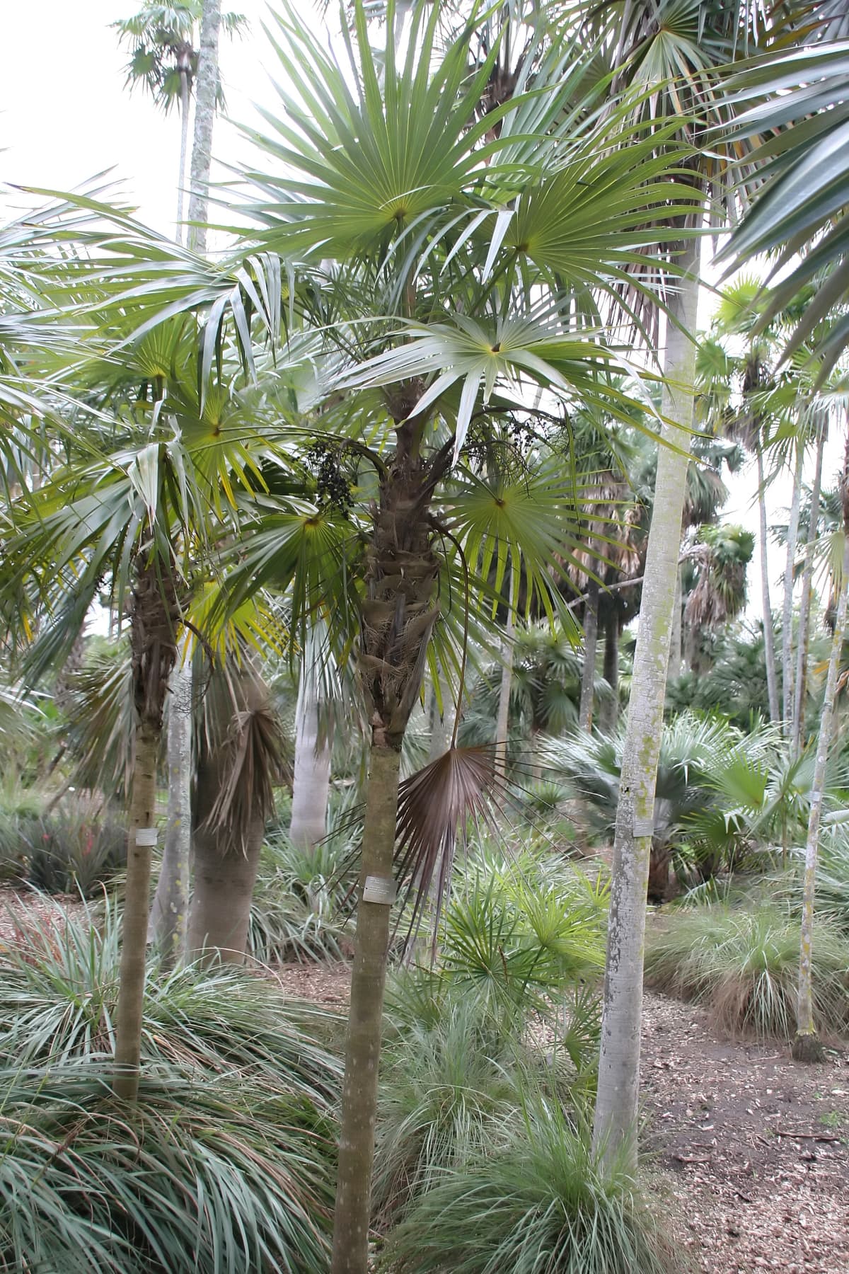 Botanical specimen of Coccothrinax Readii.