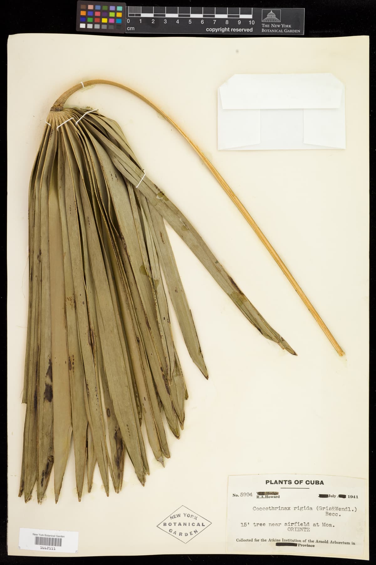 Botanical specimen of Coccothrinax Rigida.