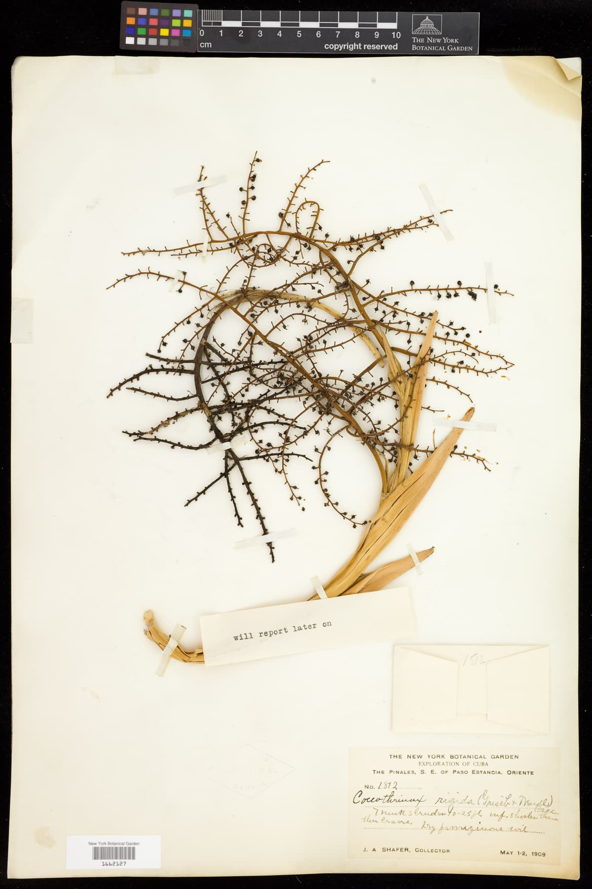 Botanical specimen of Coccothrinax Rigida.