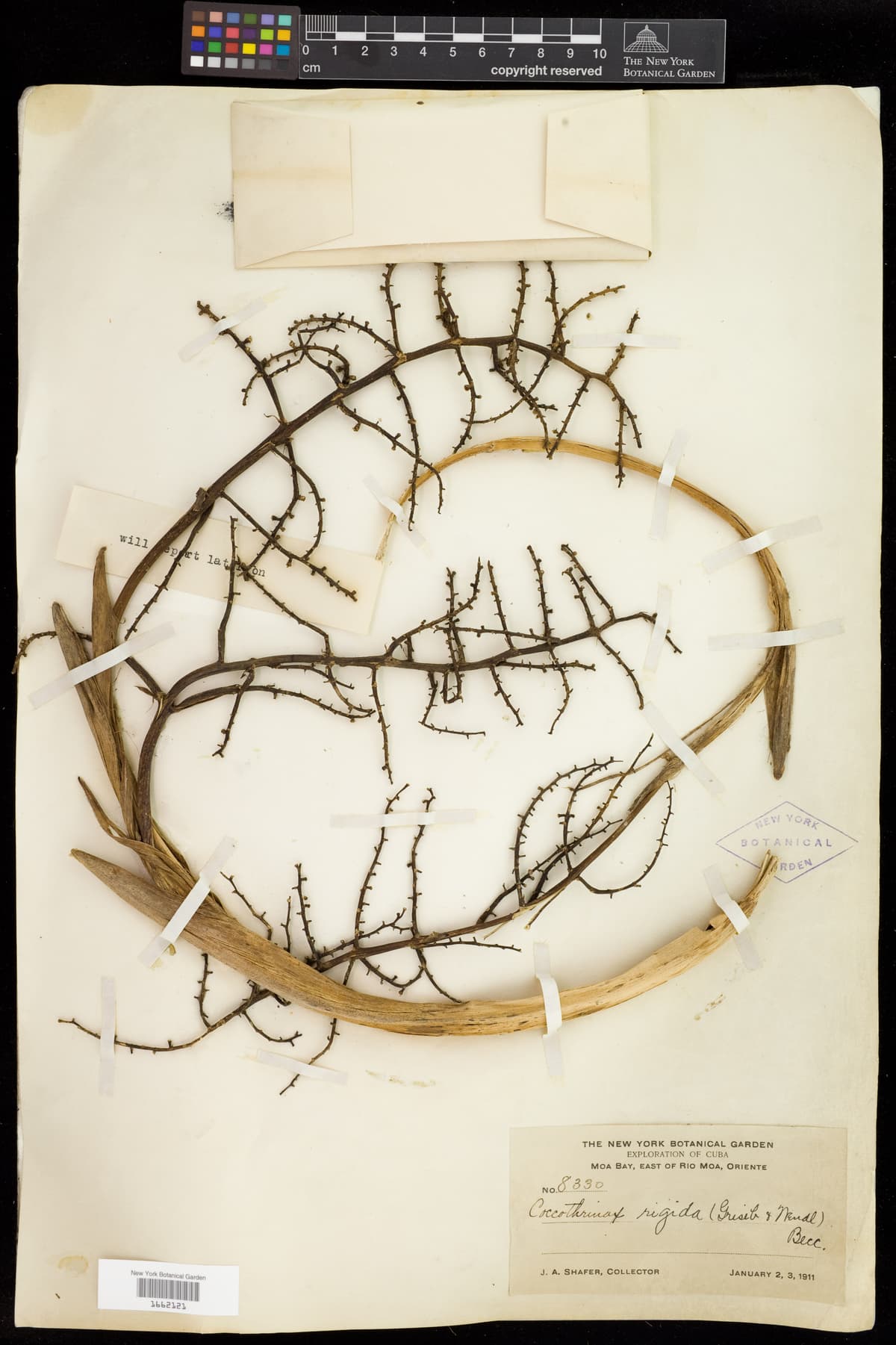 Botanical specimen of Coccothrinax Rigida.