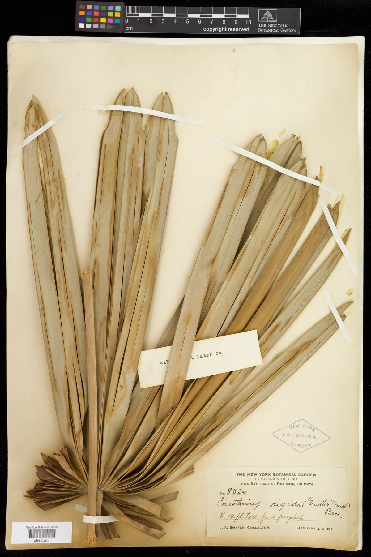 Botanical specimen of Coccothrinax Rigida.