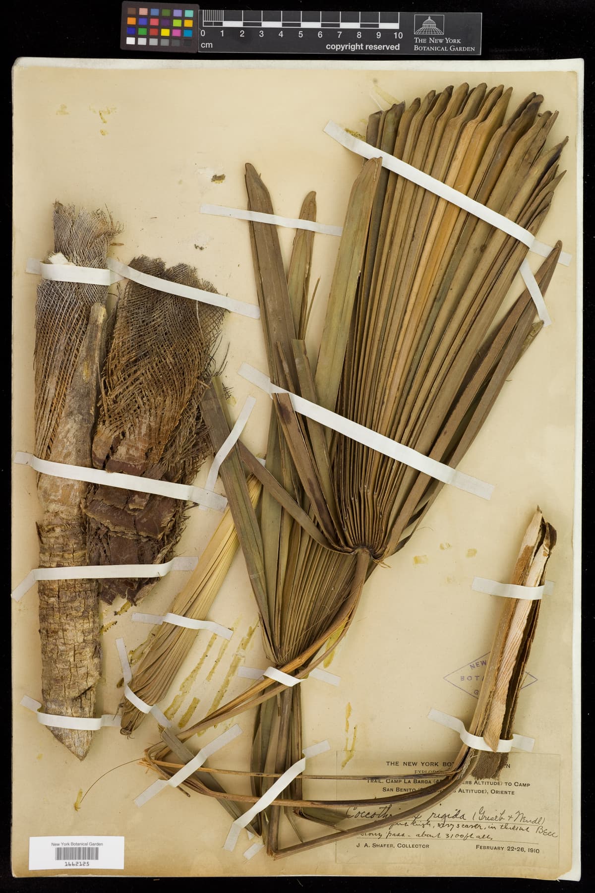 Botanical specimen of Coccothrinax Rigida.