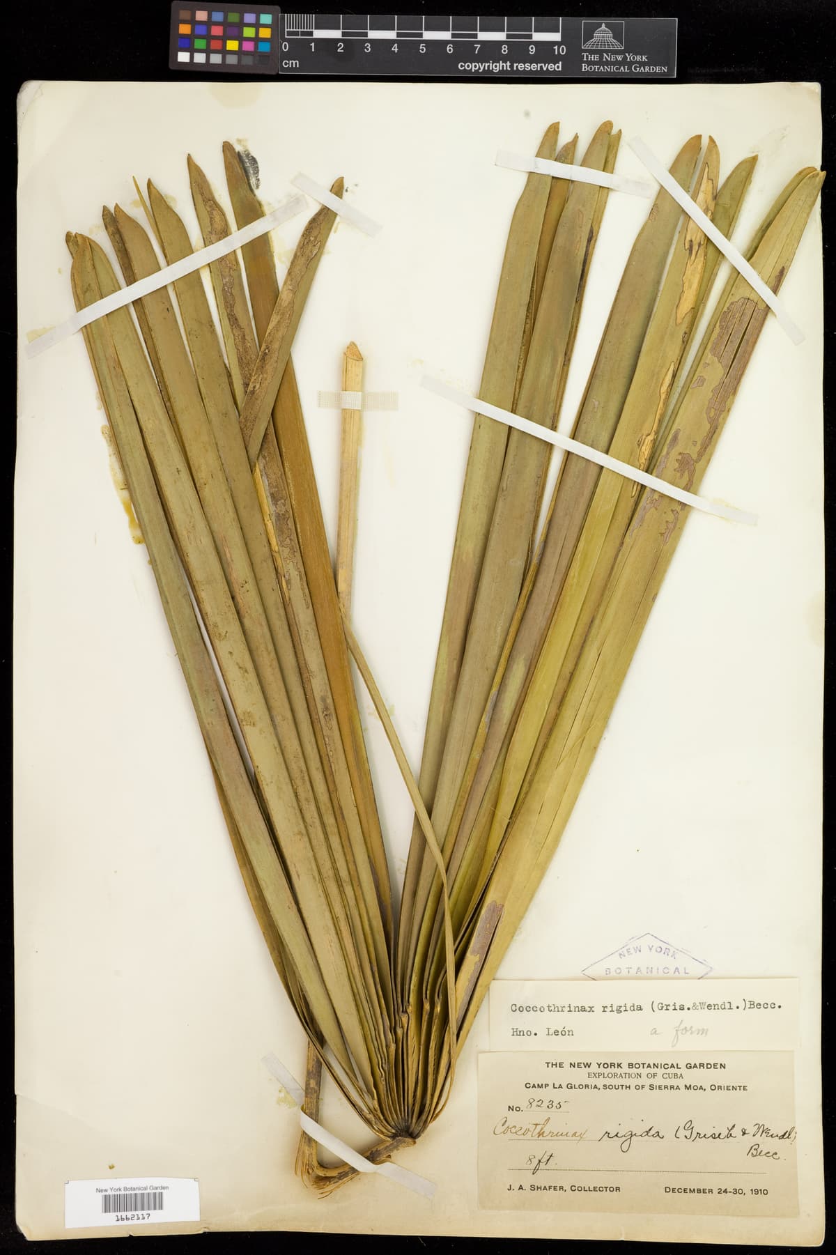 Botanical specimen of Coccothrinax Rigida.