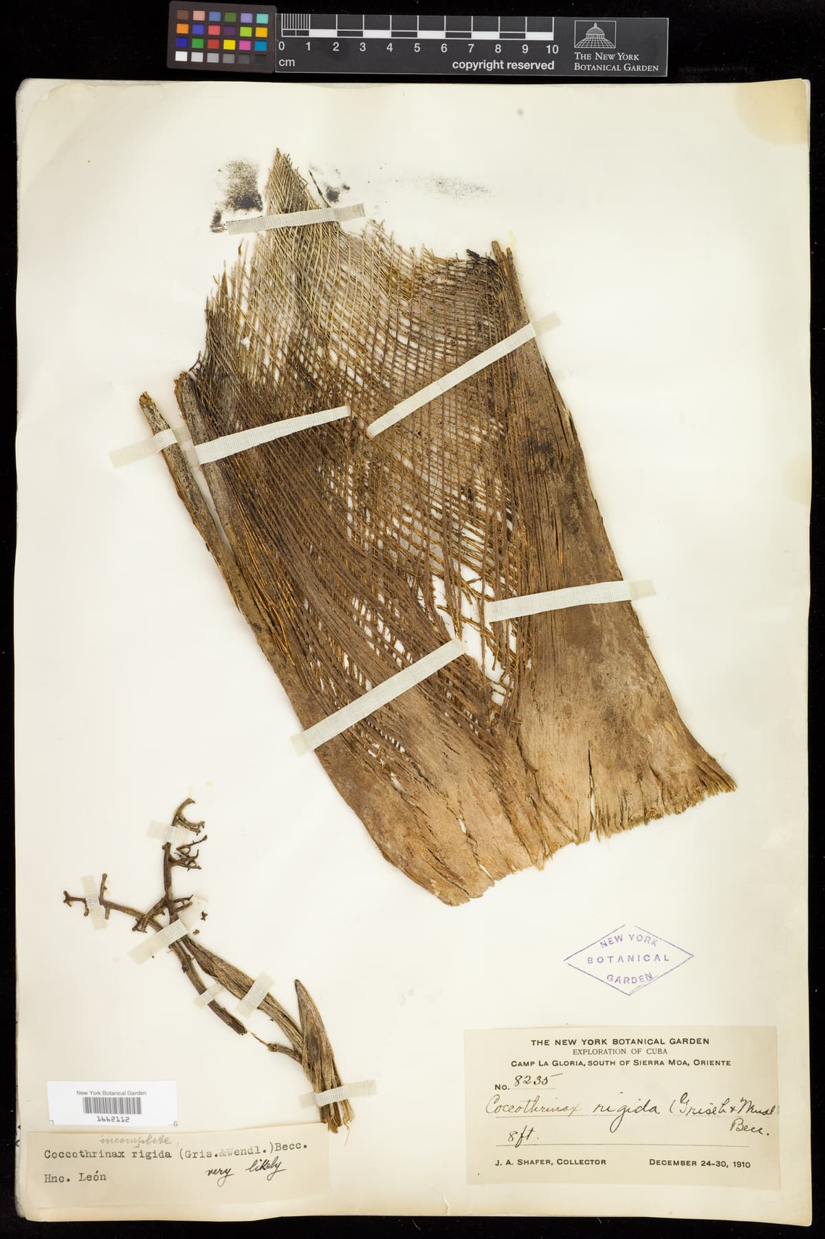 Botanical specimen of Coccothrinax Rigida.
