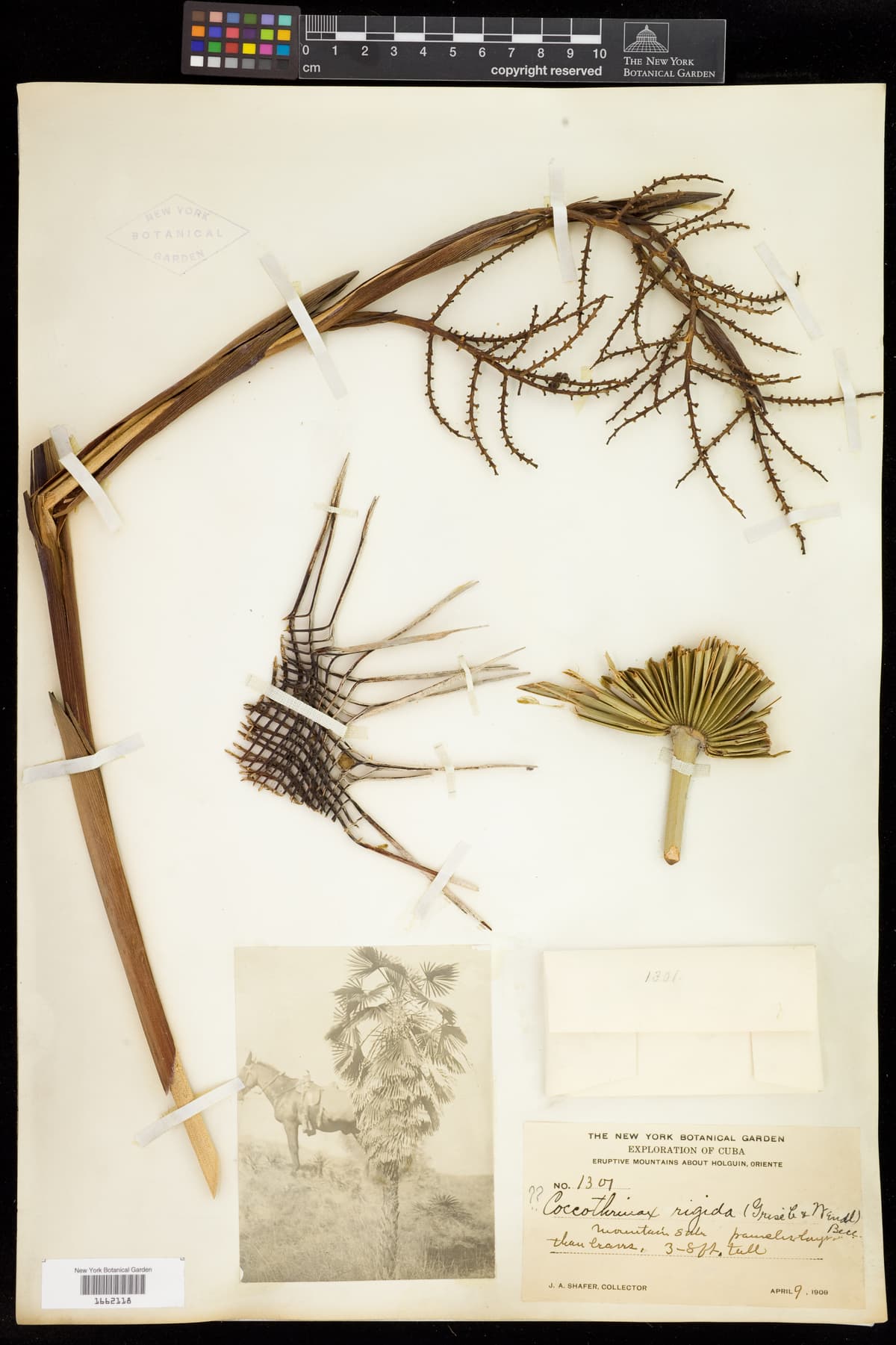 Botanical specimen of Coccothrinax Rigida.