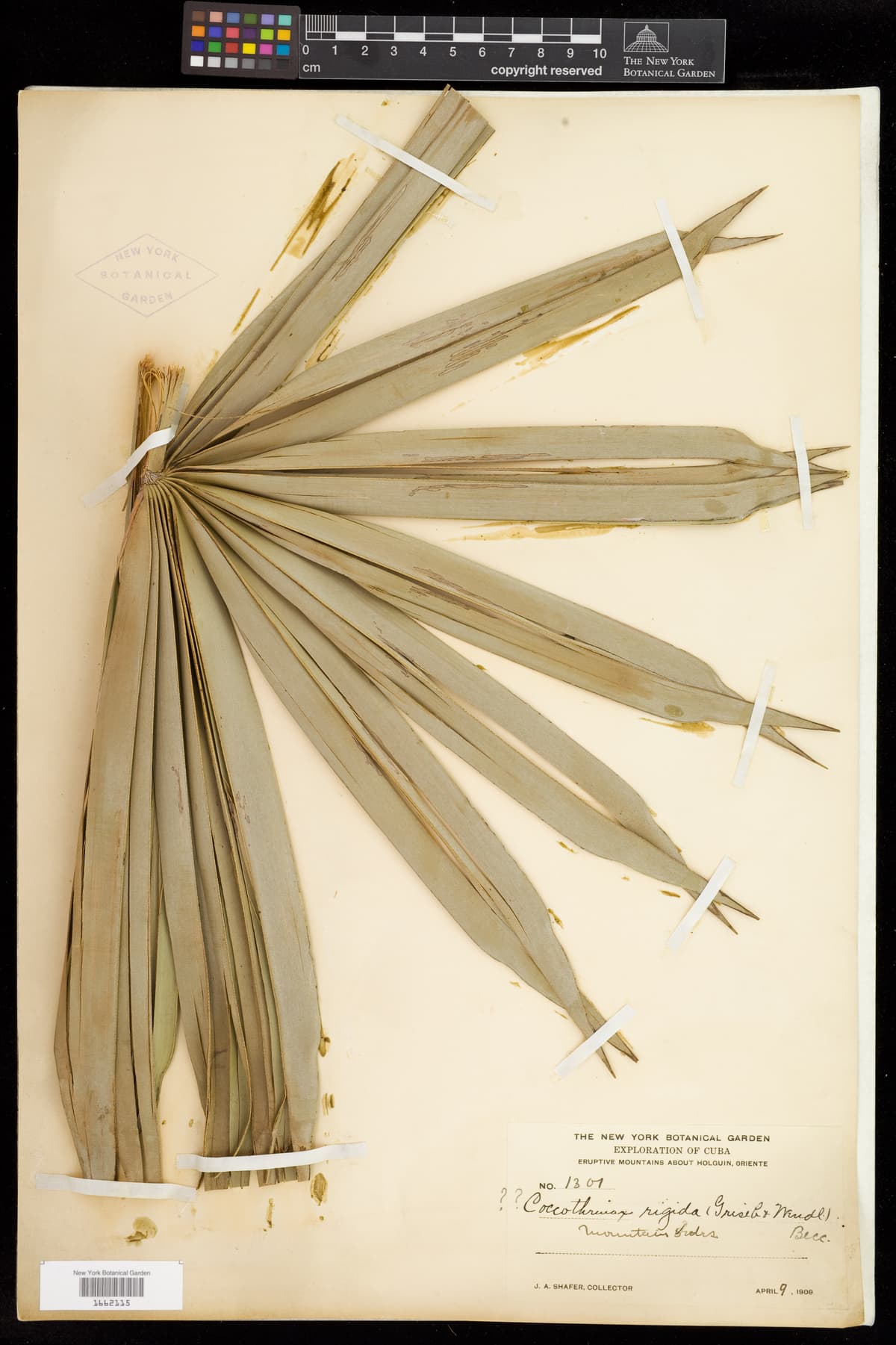 Botanical specimen of Coccothrinax Rigida.