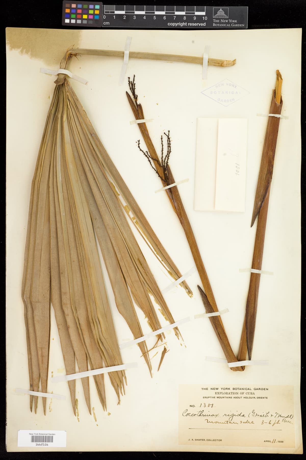 Botanical specimen of Coccothrinax Rigida.