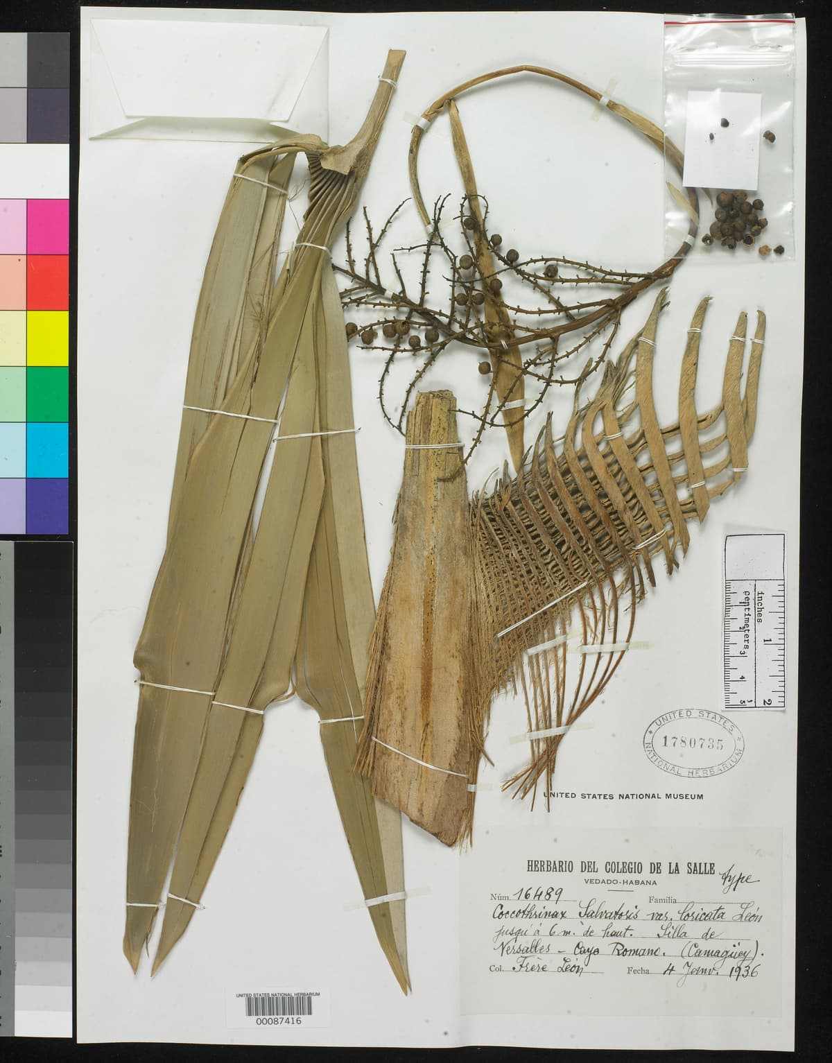 Botanical specimen of Coccothrinax Salvatoris.