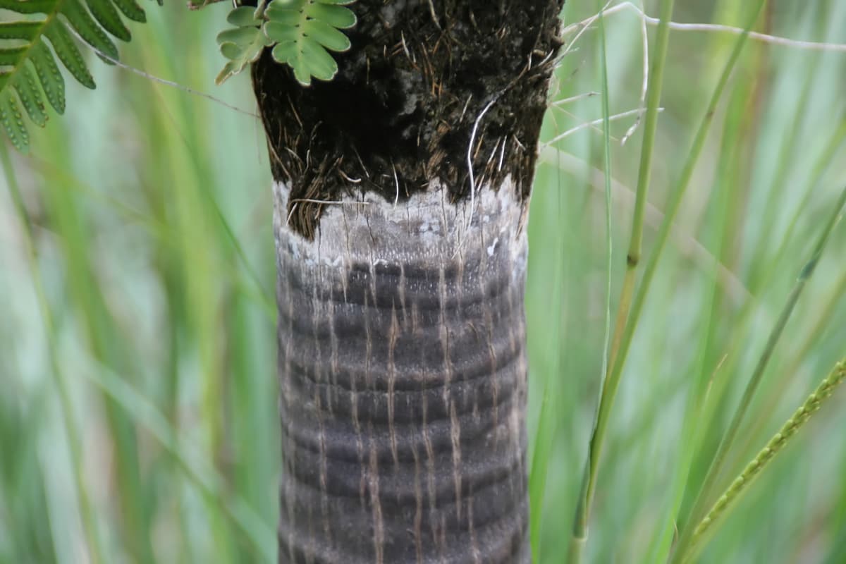 Botanical specimen of Coccothrinax Scoparia.