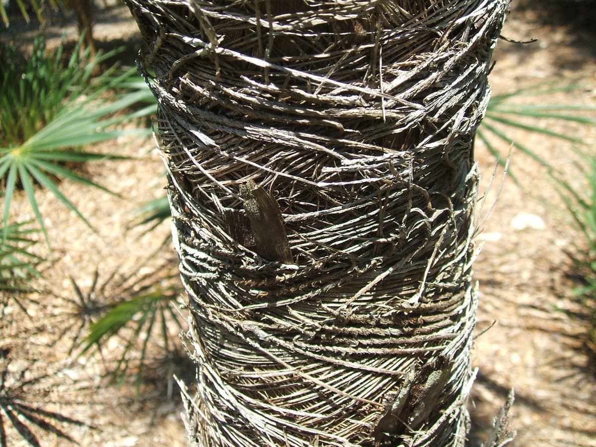 Botanical specimen of Coccothrinax Scoparia.