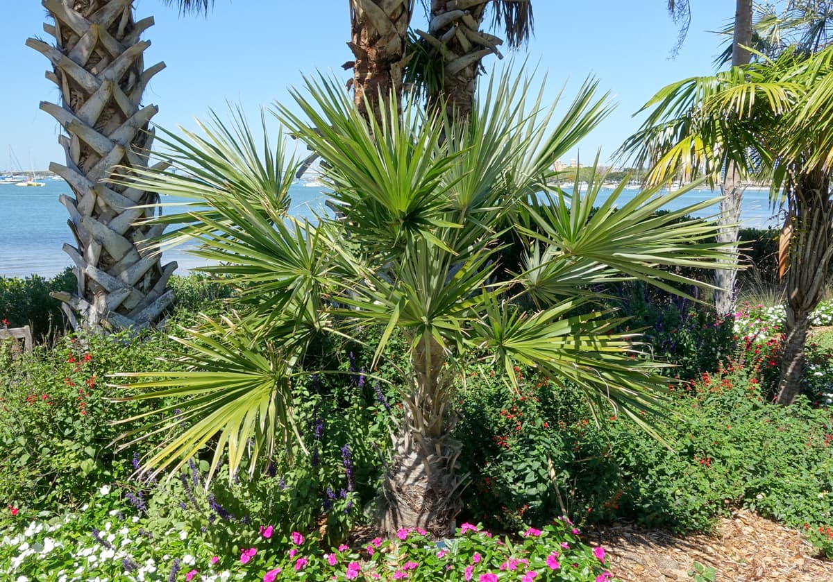 Botanical specimen of Coccothrinax Spissa.