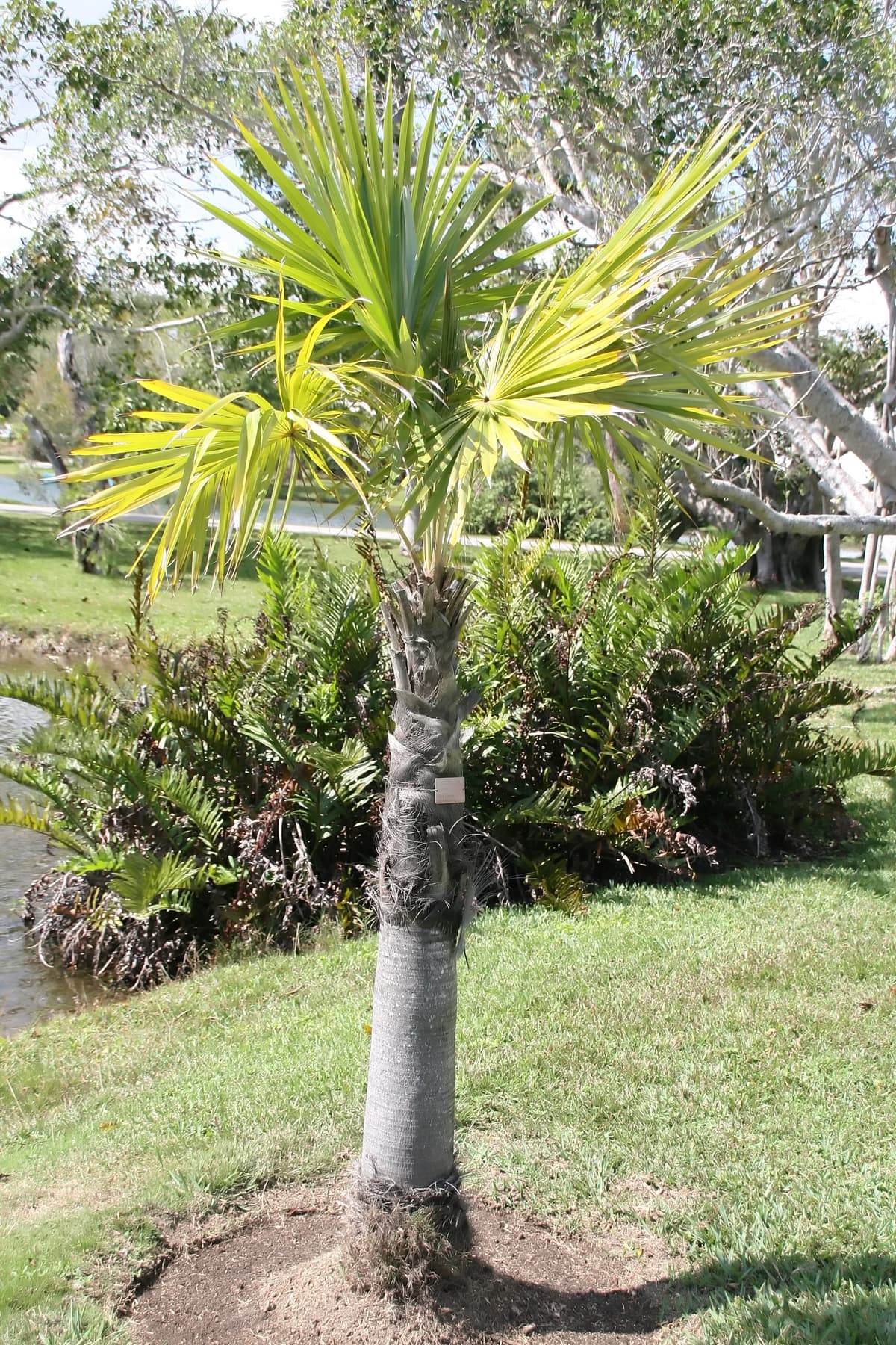 Botanical specimen of Coccothrinax Spissa.