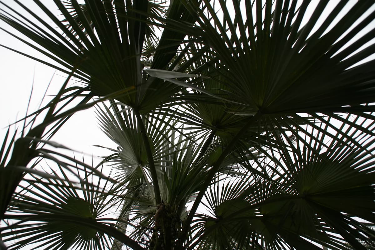 Botanical specimen of Coccothrinax Spissa.