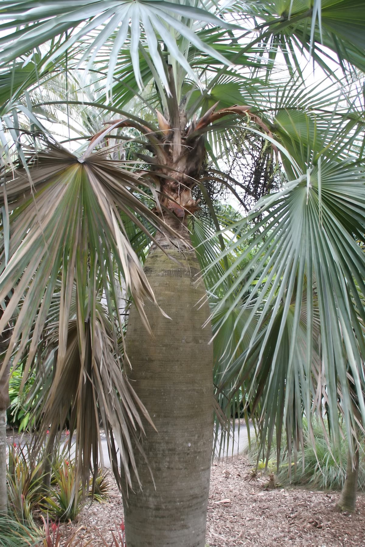 Botanical specimen of Coccothrinax Spissa.