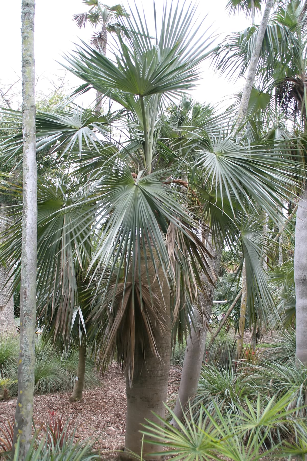 Botanical specimen of Coccothrinax Spissa.