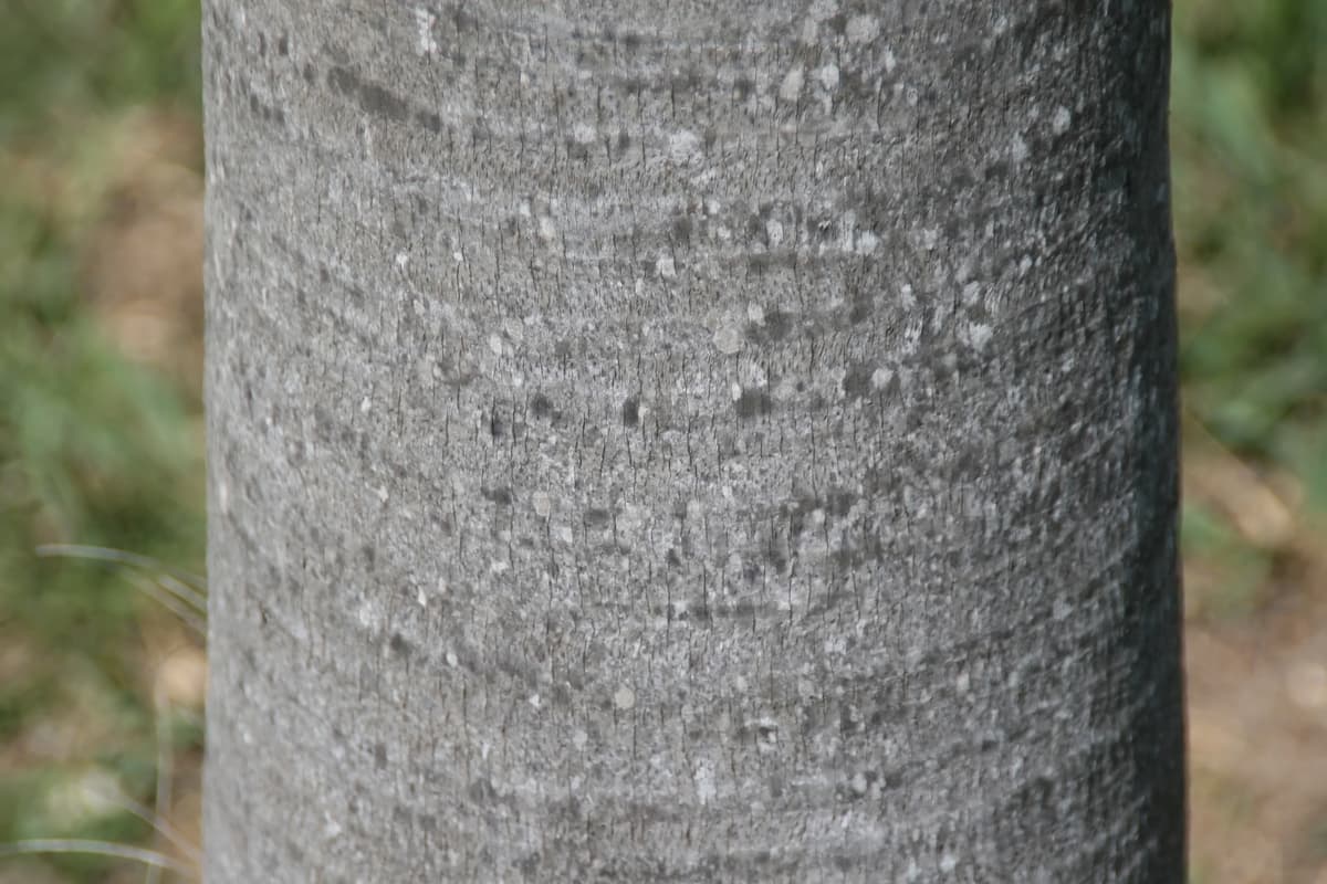 Botanical specimen of Coccothrinax Spissa.