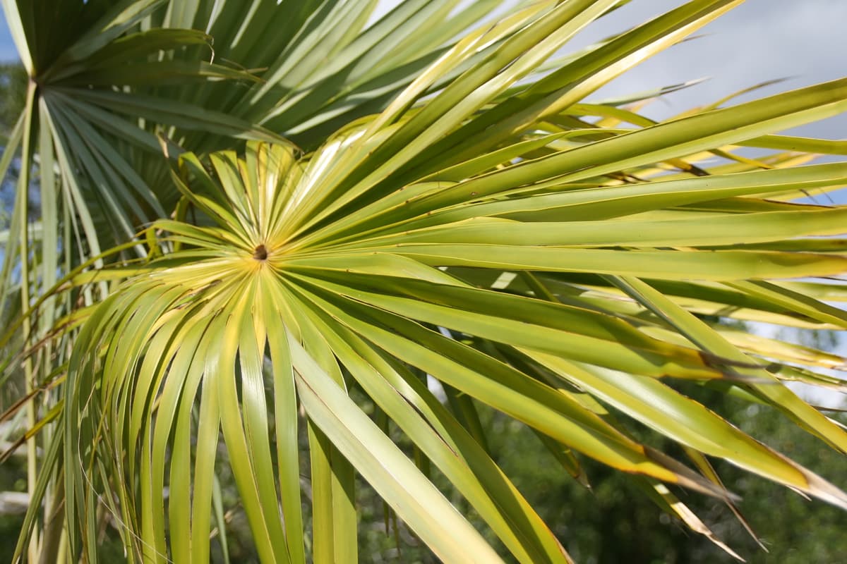 Botanical specimen of Coccothrinax Spissa.