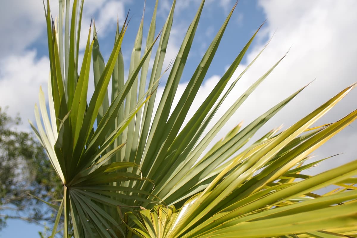 Botanical specimen of Coccothrinax Spissa.