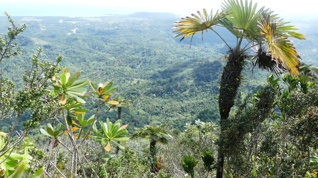 Botanical specimen of Coccothrinax Yunquensis.