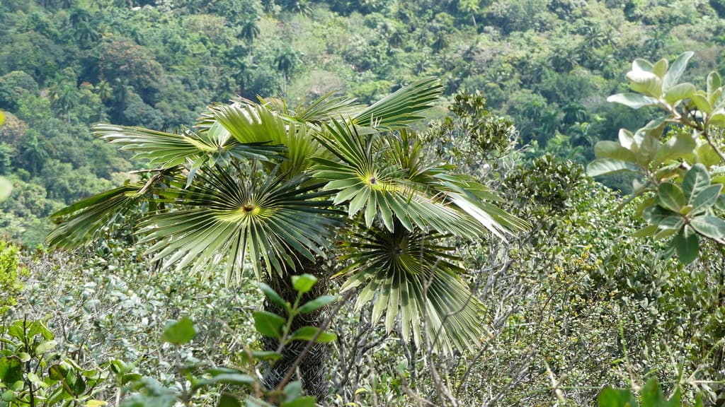 Botanical specimen of Coccothrinax Yunquensis.