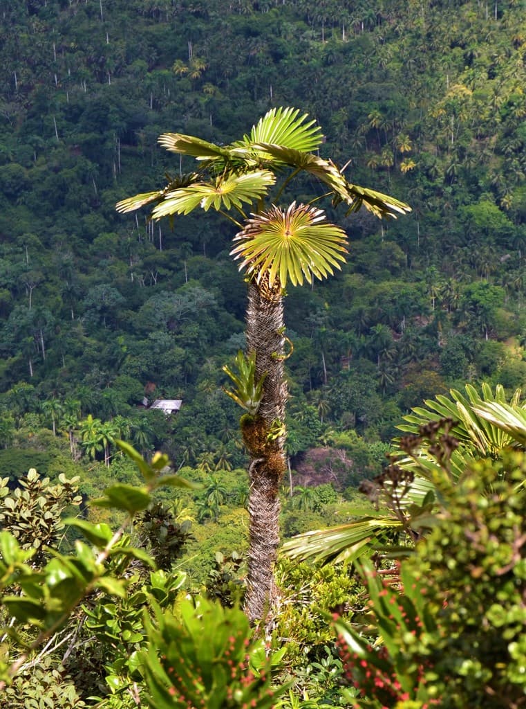 Botanical specimen of Coccothrinax Yunquensis.
