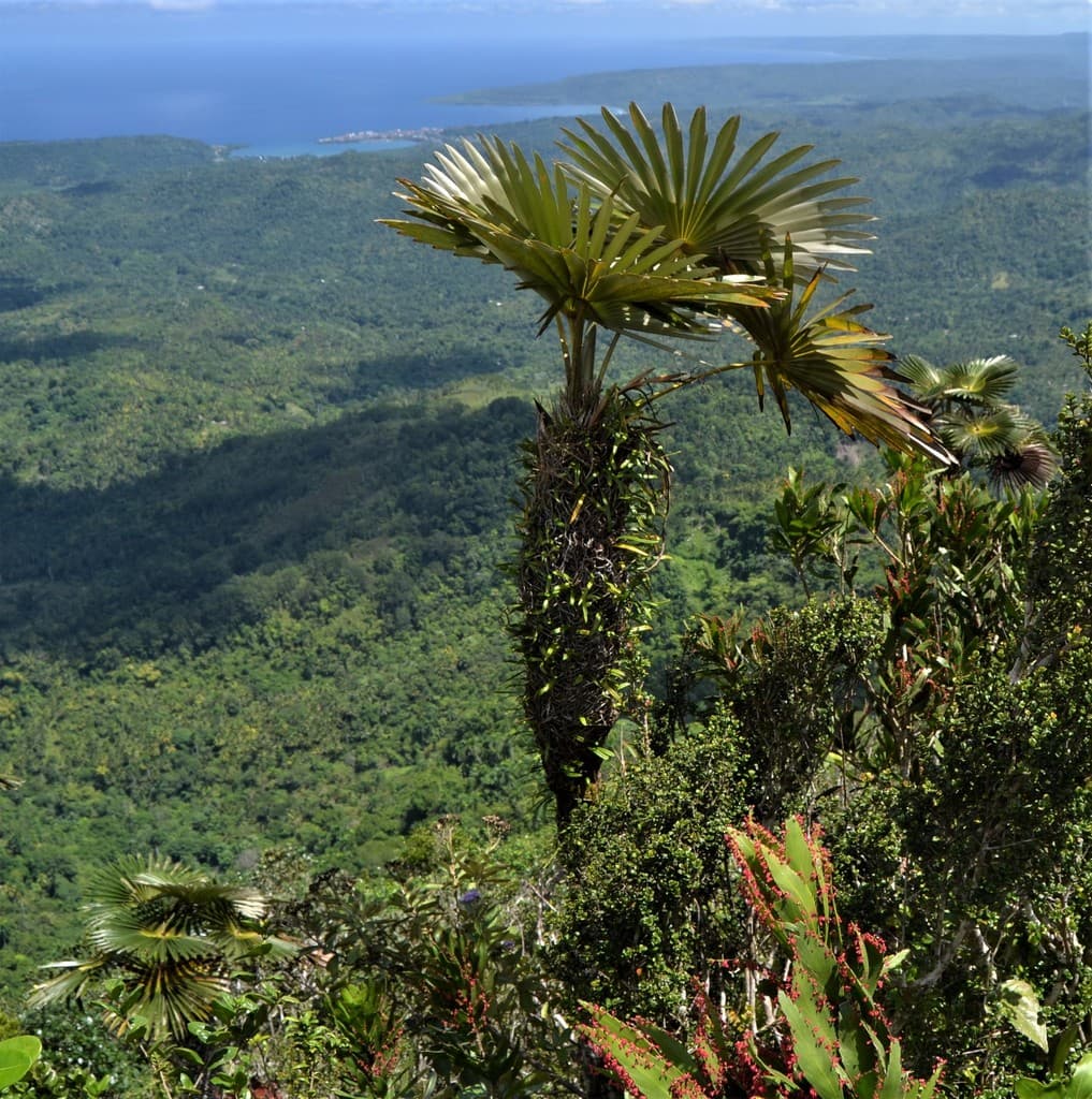 Botanical specimen of Coccothrinax Yunquensis.