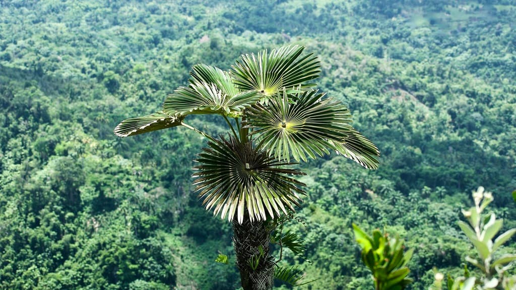 Botanical specimen of Coccothrinax Yunquensis.