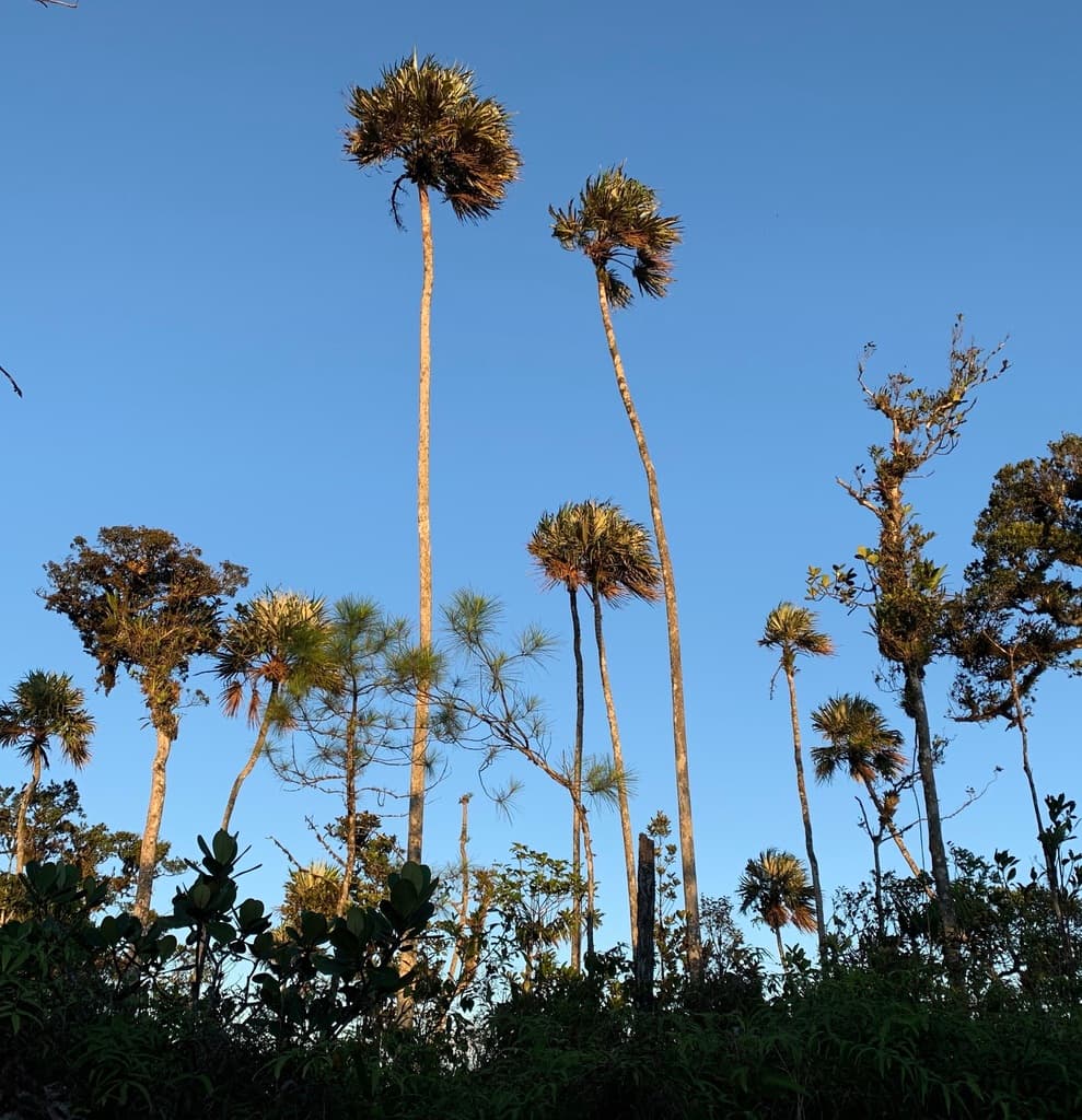 Botanical specimen of Colpothrinax Aphanopetala.
