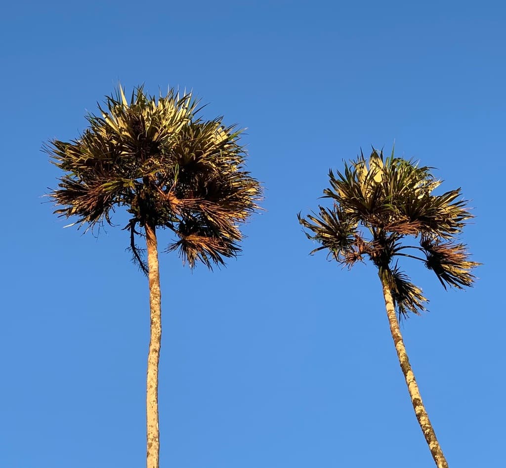 Botanical specimen of Colpothrinax Aphanopetala.