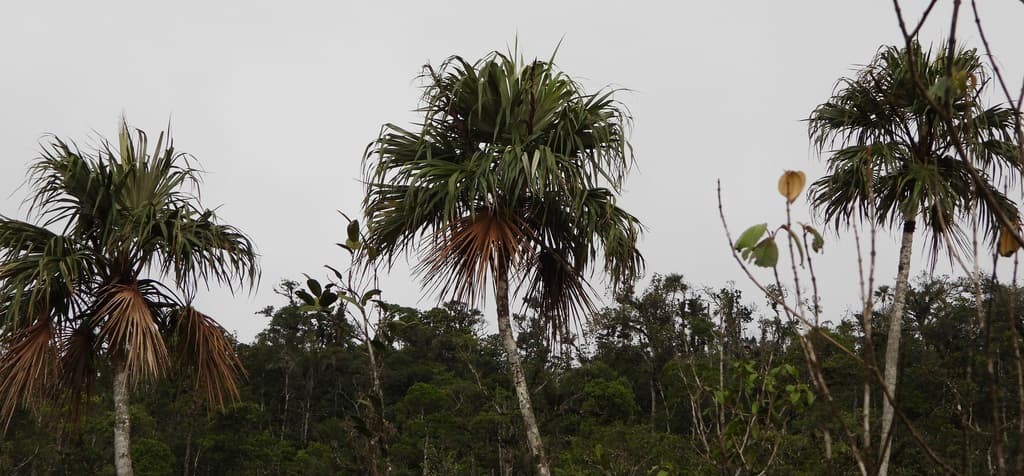 Botanical specimen of Colpothrinax Aphanopetala.