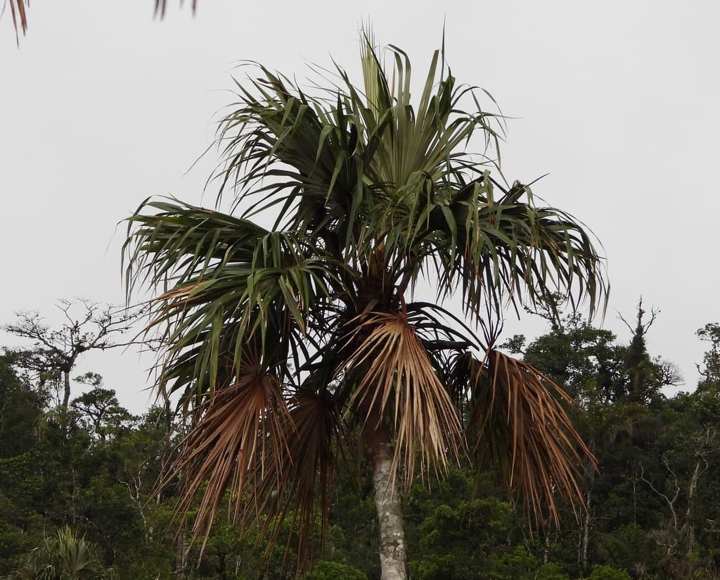 Botanical specimen of Colpothrinax Aphanopetala.