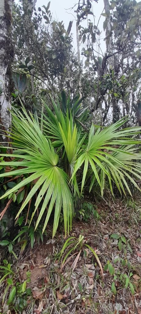 Botanical specimen of Colpothrinax Aphanopetala.