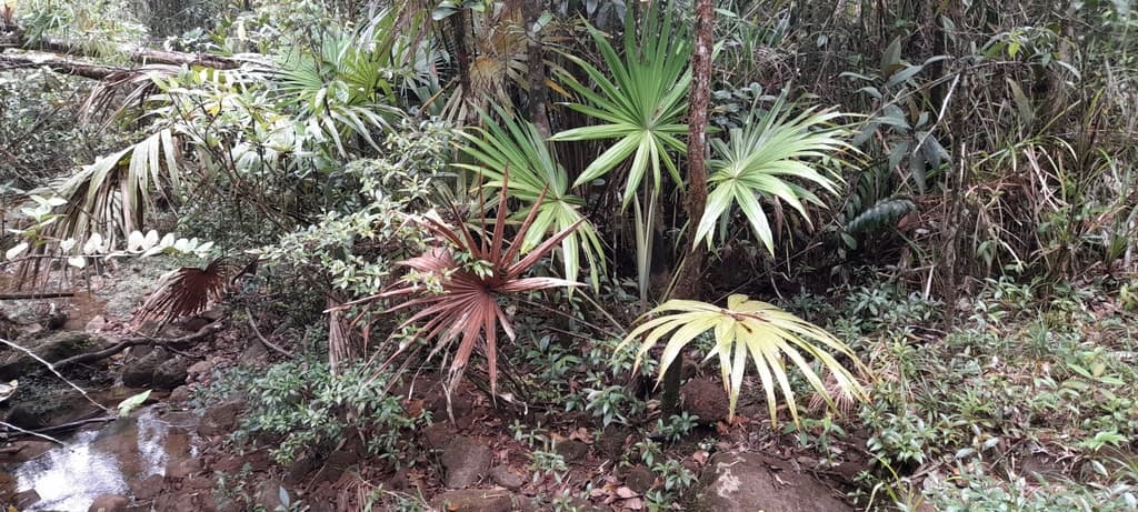 Botanical specimen of Colpothrinax Aphanopetala.