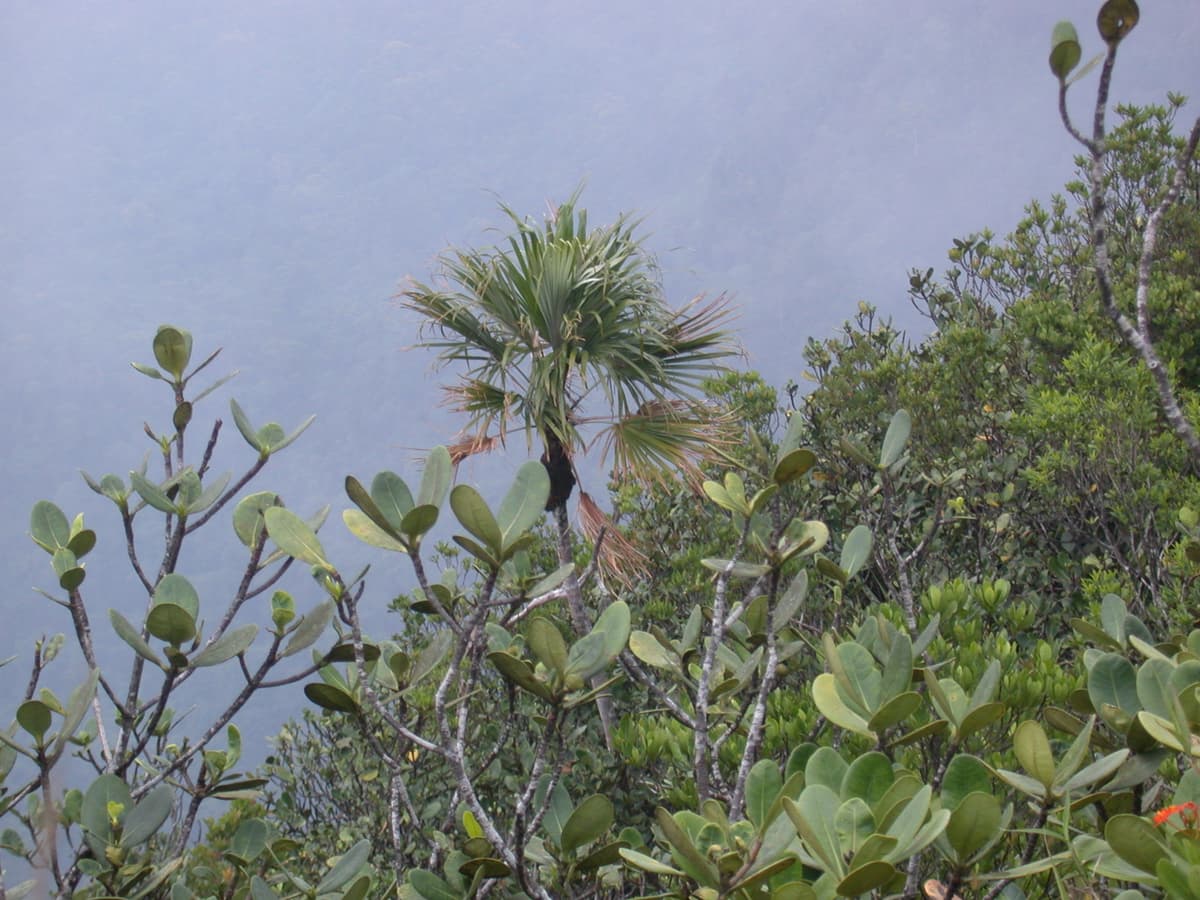 Botanical specimen of Colpothrinax Cookii.