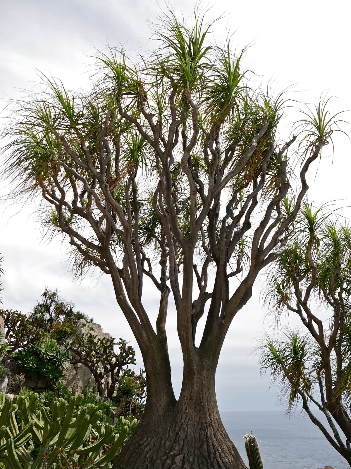 Botanical specimen of Colpothrinax Wrightii.